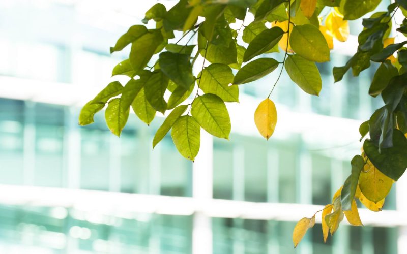 leaves-in-foreground-and-glass-building-office-blurred-out-in-background-1.jpg